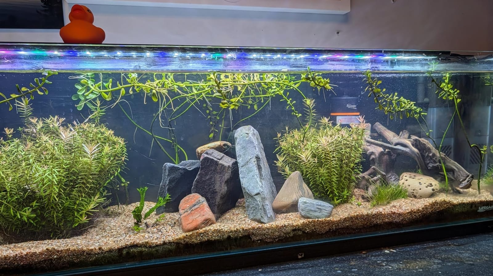 hygger Aquarium U-V Light with Timer, 360° Protective Shield Clean Light for Green Water and Algae Clean, Mini Algae Control Lamp for Freshwater and Saltwater Tank (3W for 5-25 Gallon) customer photo 1