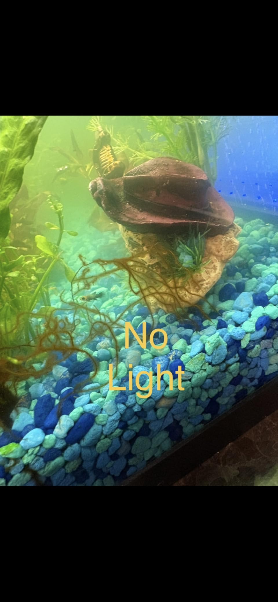 hygger Aquarium U-V Light with Timer, 360° Protective Shield Clean Light for Green Water and Algae Clean, Mini Algae Control Lamp for Freshwater and Saltwater Tank (3W for 5-25 Gallon) customer photo 2