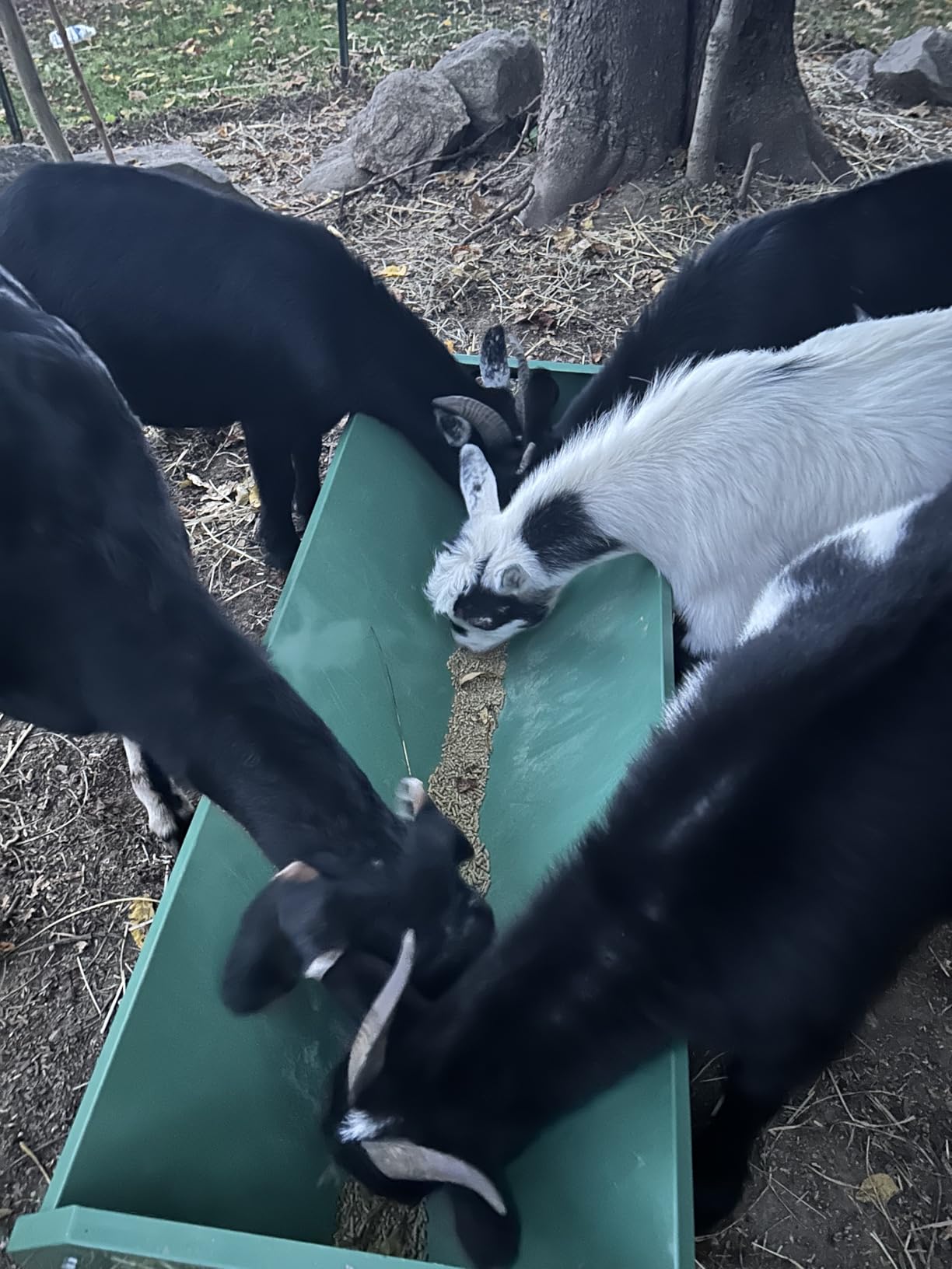 [New Upgrade] Stainless Steel Goat Feeder 45 Inch, Heavy Duty Large Capacity Feed Trough, Thickened Livestock Feeder, Easy to Clean, for Goats, Sheep, Horses, Cattle, Alpacas customer photo 2