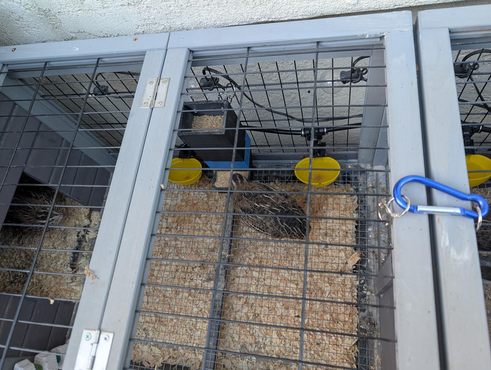 Automatic Chicken Water System, Complete Set with Large Water Cup, Pipeline | Innovative Quick-Connect Chicken Water System, Water Cups Removable and Washable, 18ft Pipeline and Float Valve, 6 Cups customer photo 1