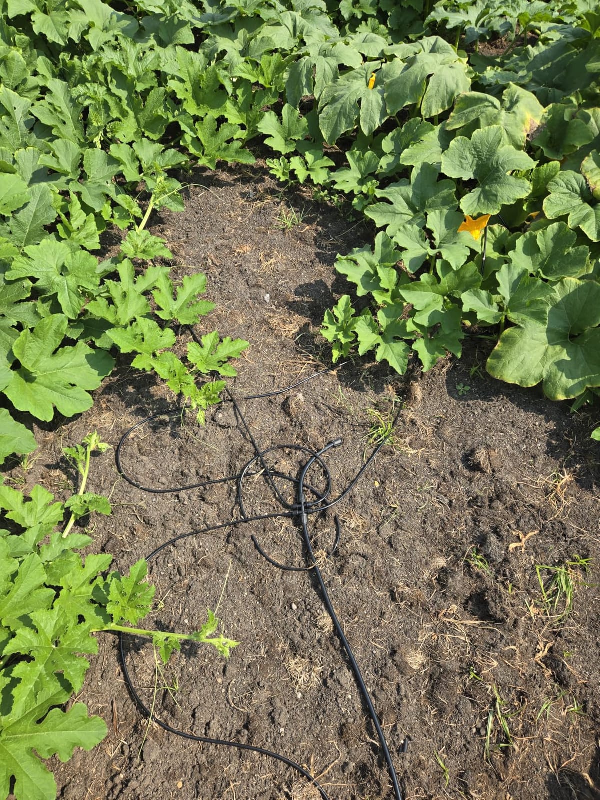 Bonviee Drip Irrigation System Kit for Garden Watering, 247FT Quick Connect | For Garden, Raised Beds, Greenhouses, with 50FT 5/16