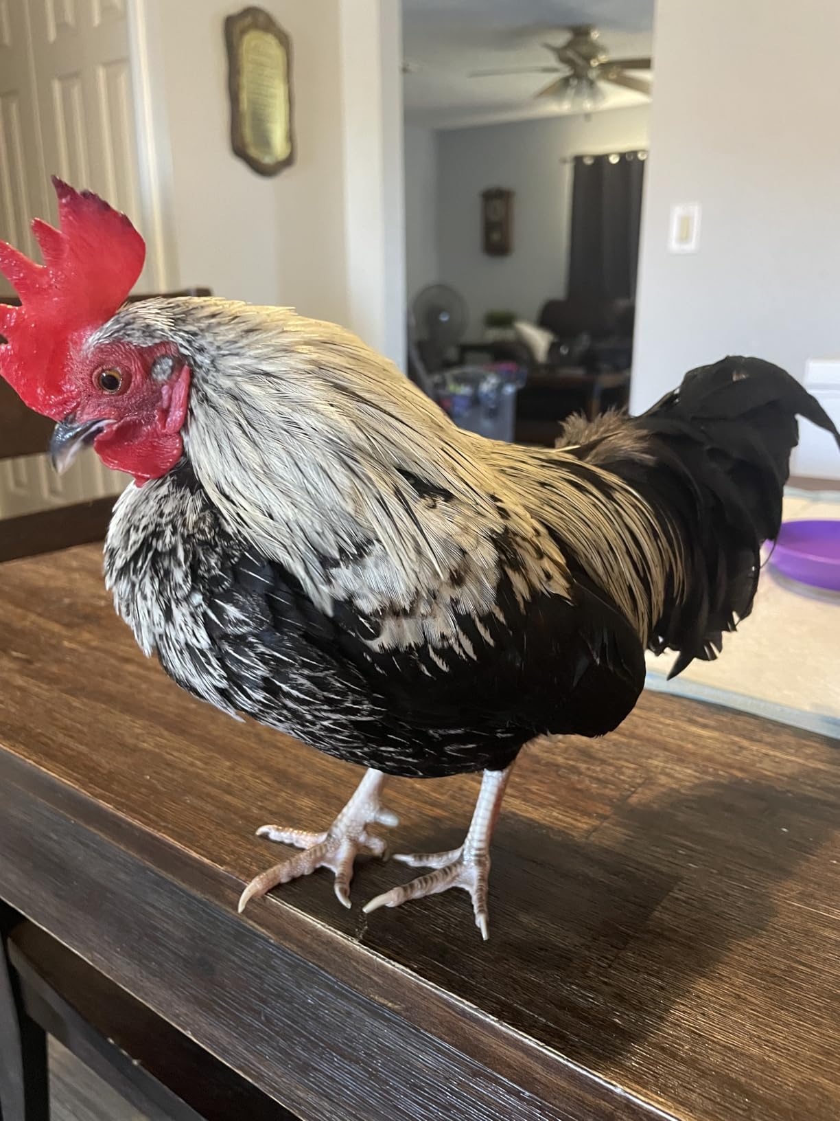 HOPOCO Smart Chicken Coop Heater with Efficient Thermostat, Compatible with Timers & Temp Controllers, 200W Safe Inside Radiant Flat Panel Warmer, Remote-Adjustable for Pets & Animals in Winter customer photo 2