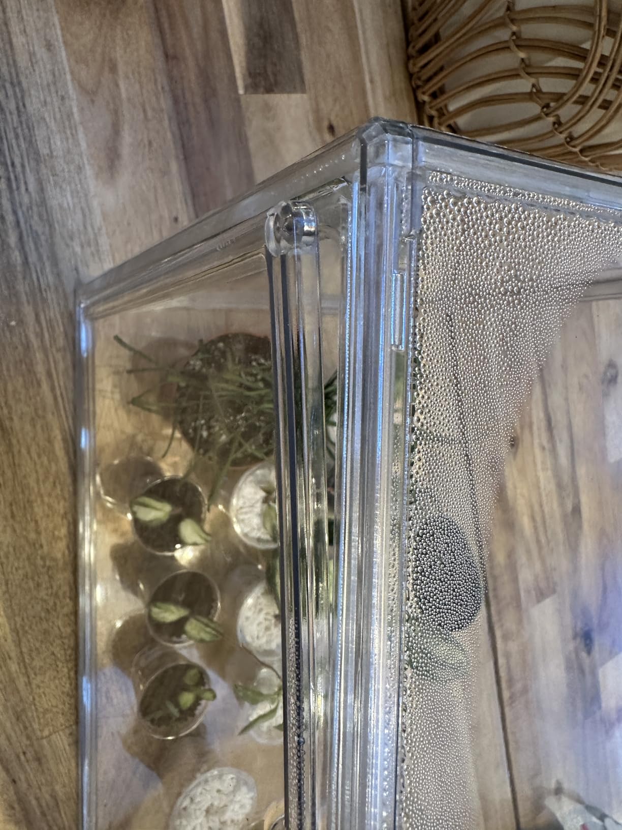 HBlife Mini Greenhouse for Indoor, Clear Stackable Green House with Magnetic Waterproof Door for Small Plants Nursery Germination and Display, Tabletop Portable Greenhouse, 14.1x8.6x10.6 Inch (1 Pack) customer photo 2