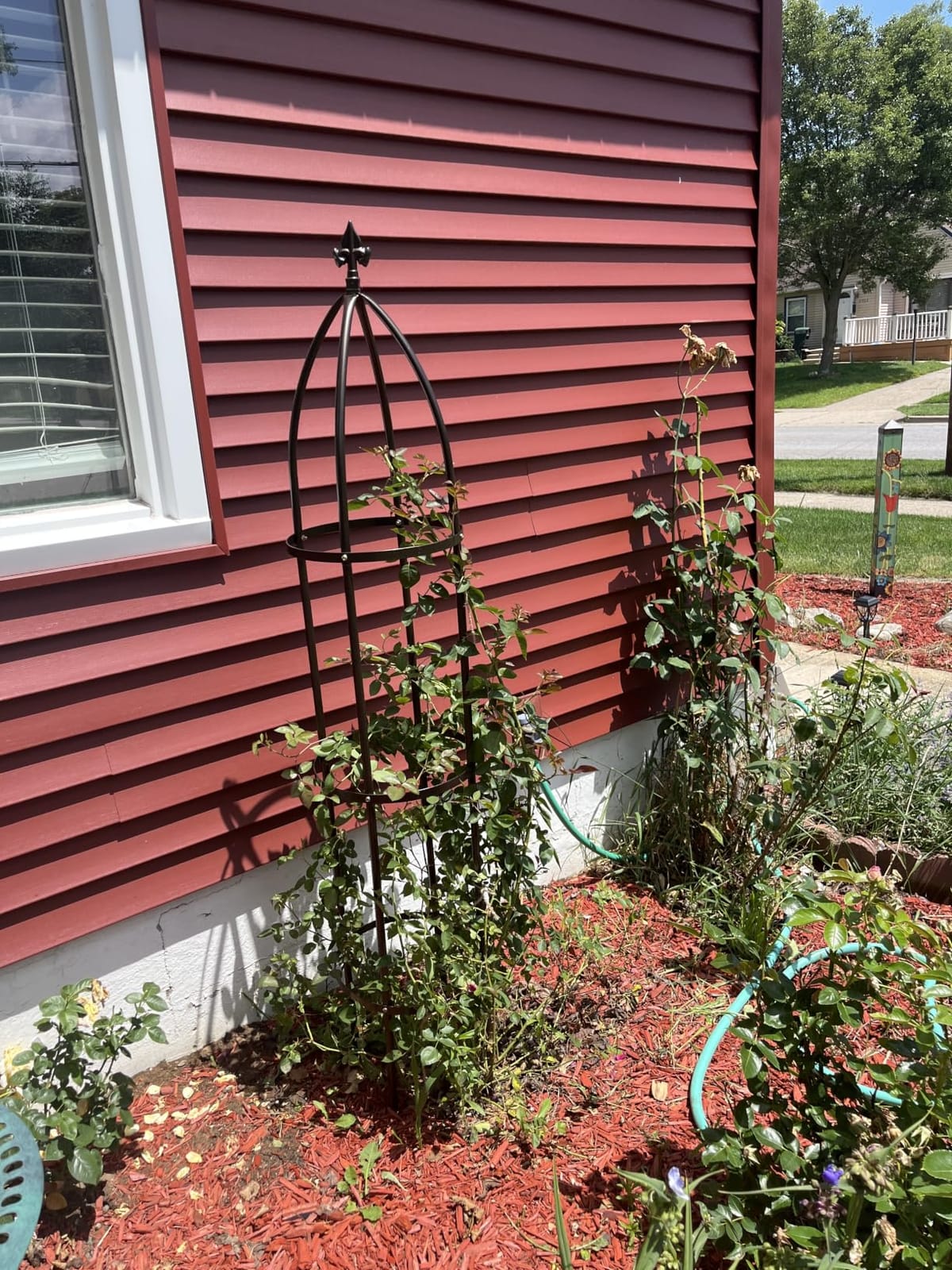 Garden Obelisk Trellis 100% Metal Heavy Duty 5.5 ft for Climbing Vines customer photo 2