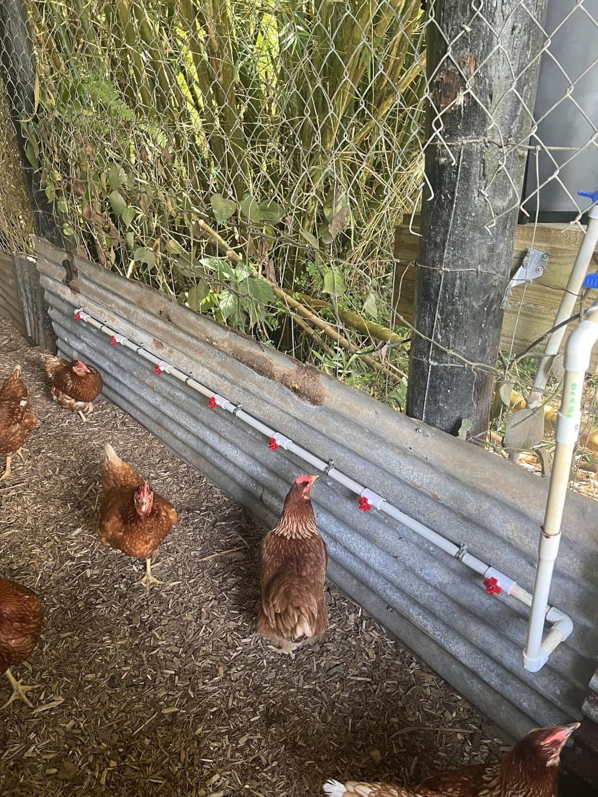 15-Pack Horizontal Chicken Nipples Waterer with 1/2