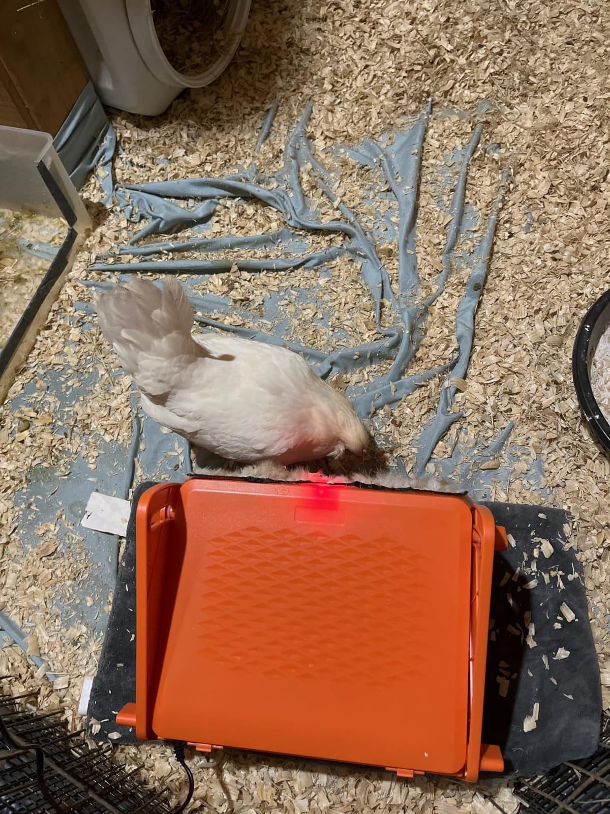 Chick Brooder Heater Plate for Baby Chicks, Ducklings & Poultry - 3-Level Adjustable Temperature, Yellow customer photo 1