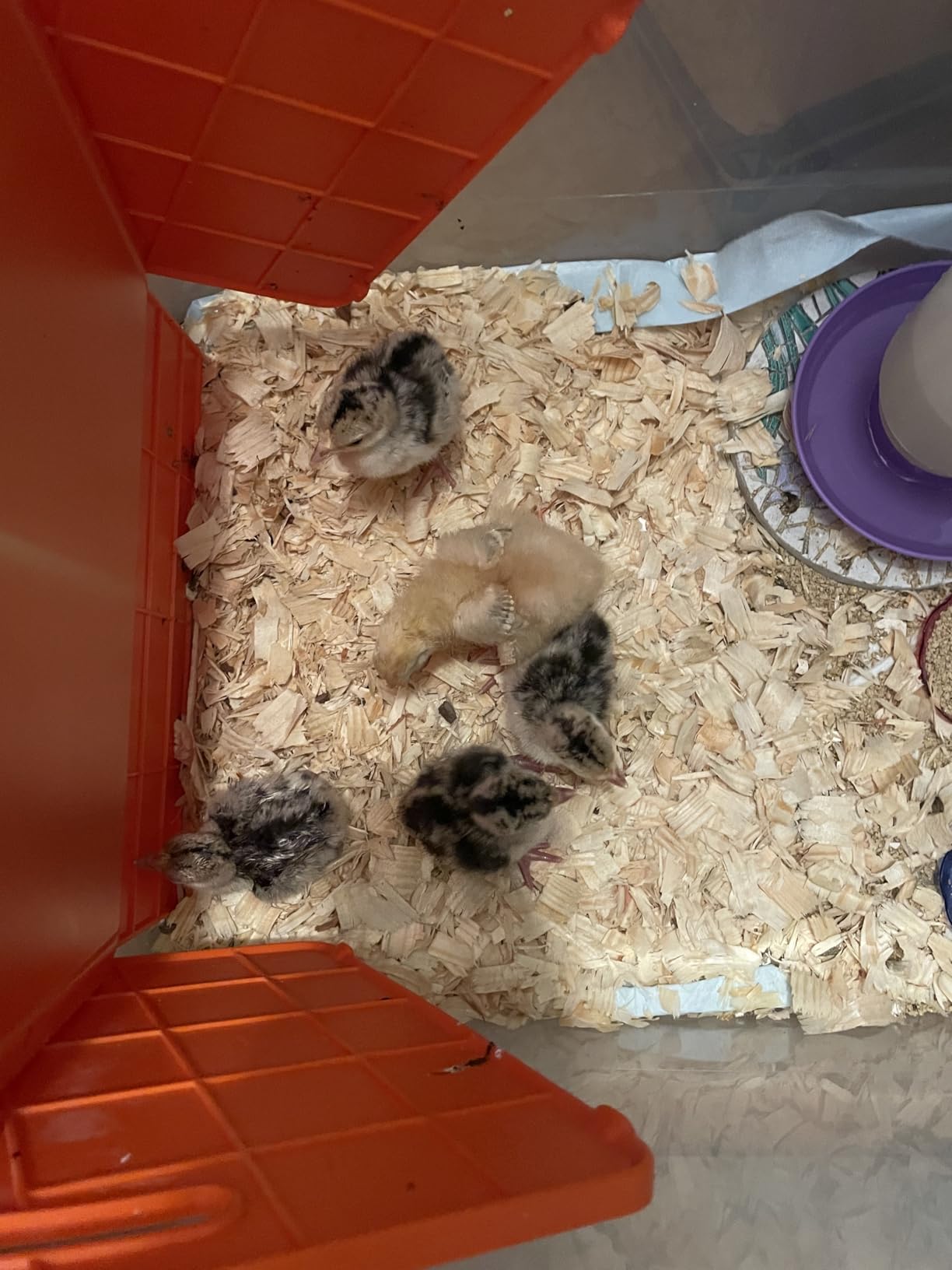 Chick Brooder Heater Plate for Baby Chicks, Ducklings & Poultry - 3-Level Adjustable Temperature, Yellow customer photo 2