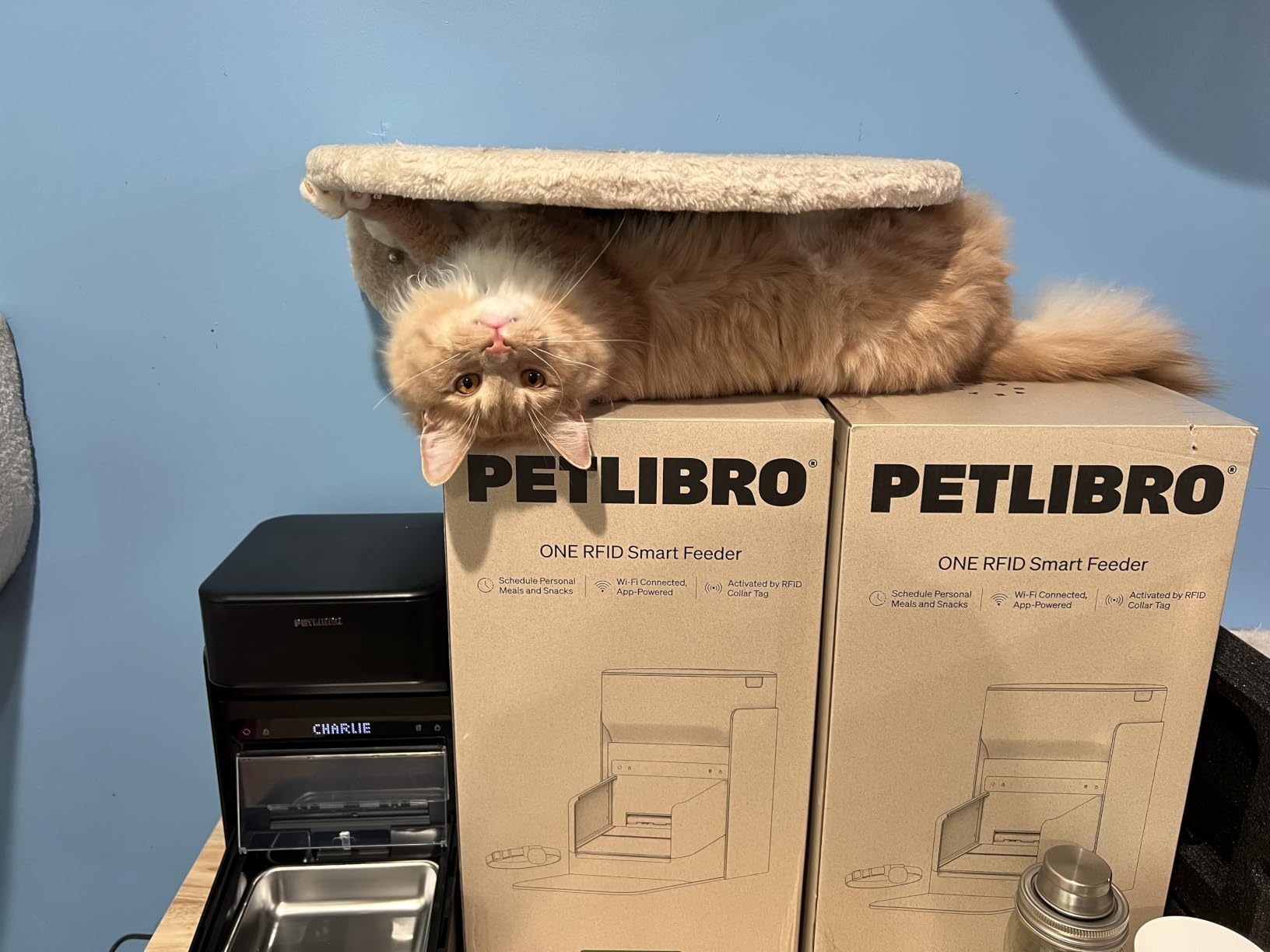 PETLIBRO RFID Automatic Cat Feeders for 3 Cats, Collar Sensor for Personalized Meals, Cats Recognition, Diet Tracking and Anti-Stealing for Multi-Pets Homes and Different Diets, WiFi Food Dispensers customer photo 2