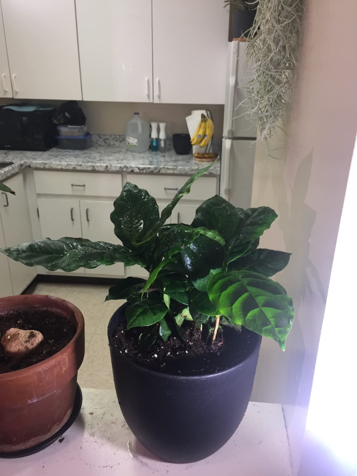 homenote 14.5/12/9.6 Inch Large Plastic Flower Pots with Drainage (3 Pcs), Heavy-duty indoor planters with removable plugs customer photo 2