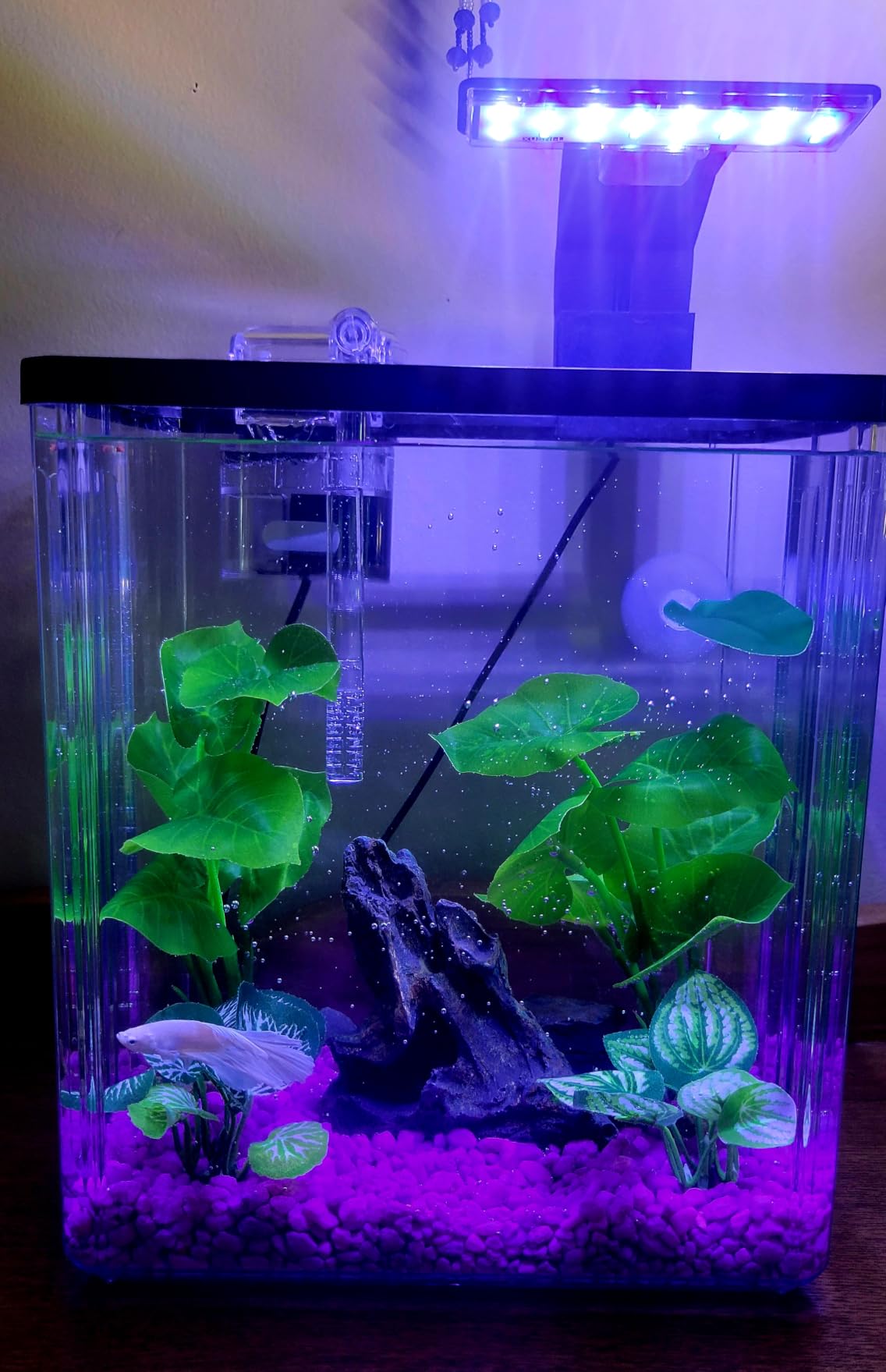1.8 Gallon Beta Fish Tank Aquariums Kits - Clear Small Fish Bowl Starter Kit with LED Light, Water Filter Pump, Hydroponic Basket - Beginner's Gift for Guppy Shrimp Goldfish, Rectangular customer photo 2