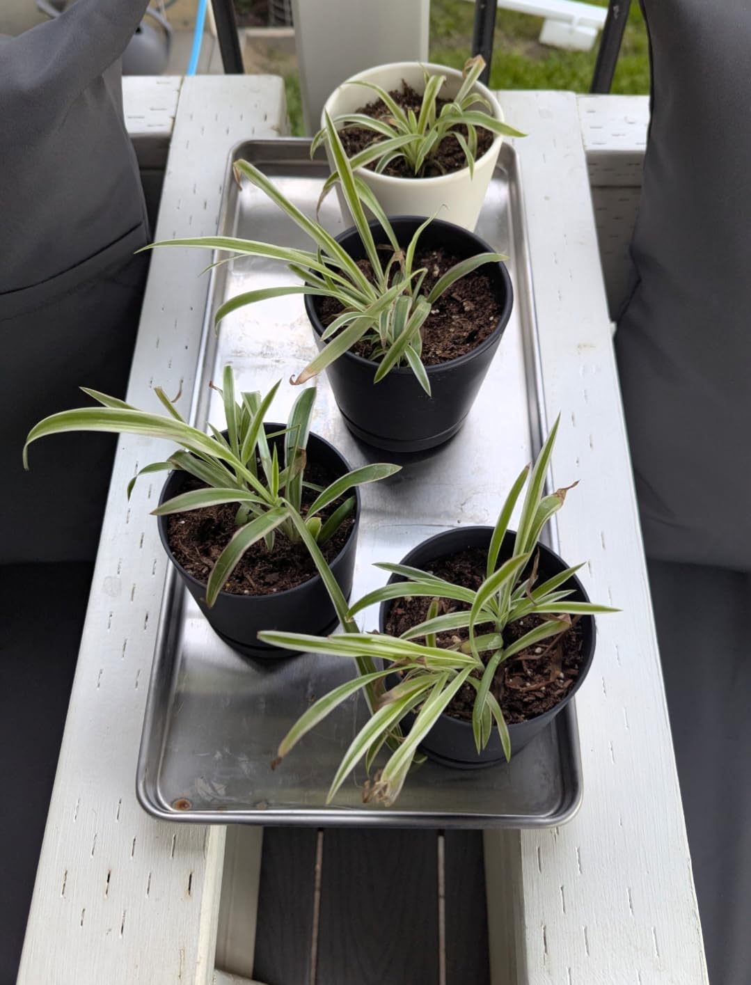 Metal Trays for Harvest Right Freeze Dryer, Medium Freeze Dryer Accessories | Compatible with Harvest Right Freeze Dryer Medium Trays (5 Pcs) + 18 Original Tray Stackers Included, 2-year warranty customer photo 2