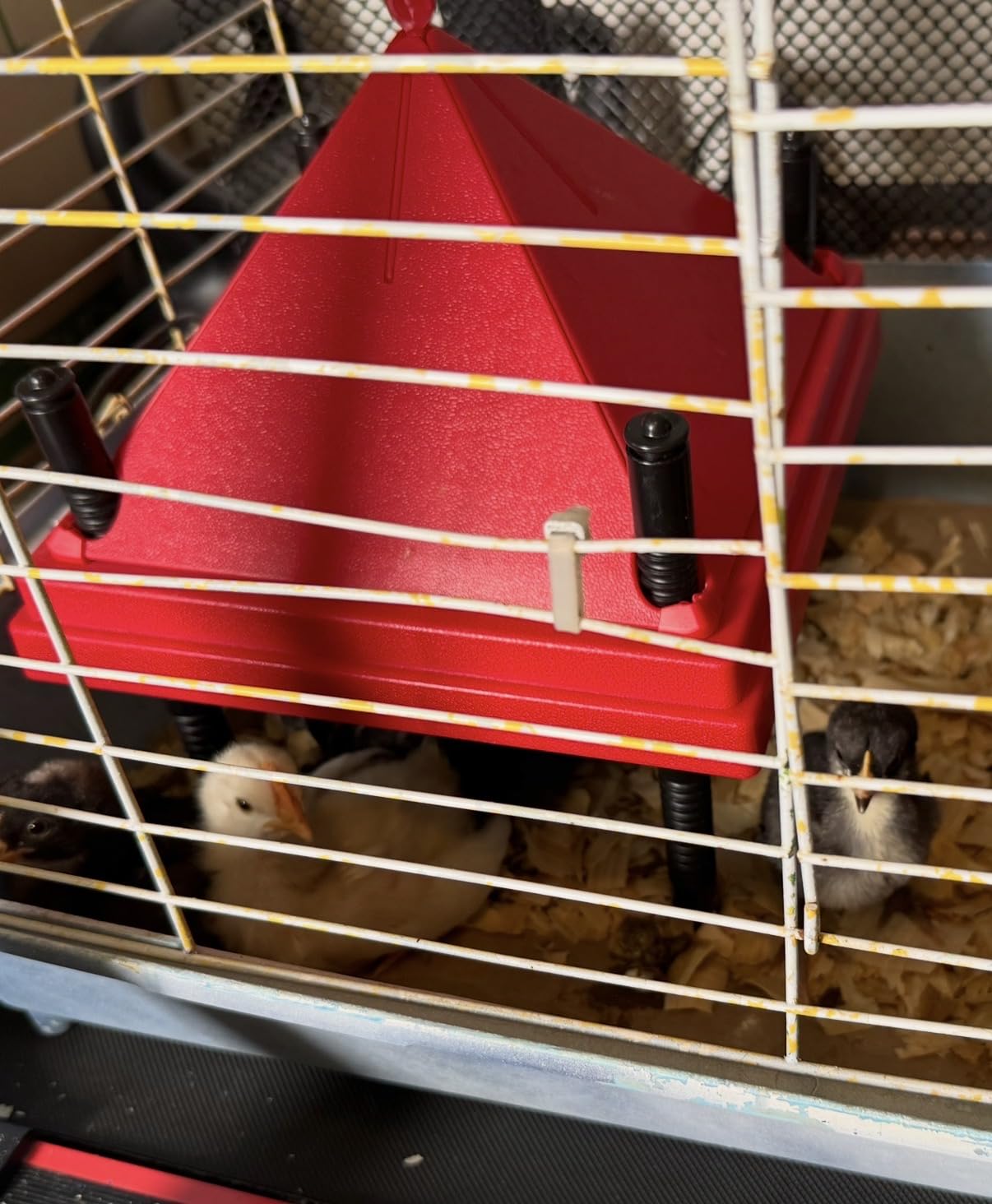 Chick Brooder Heater with Anti-Roost Cone & Constant Temp Red 12