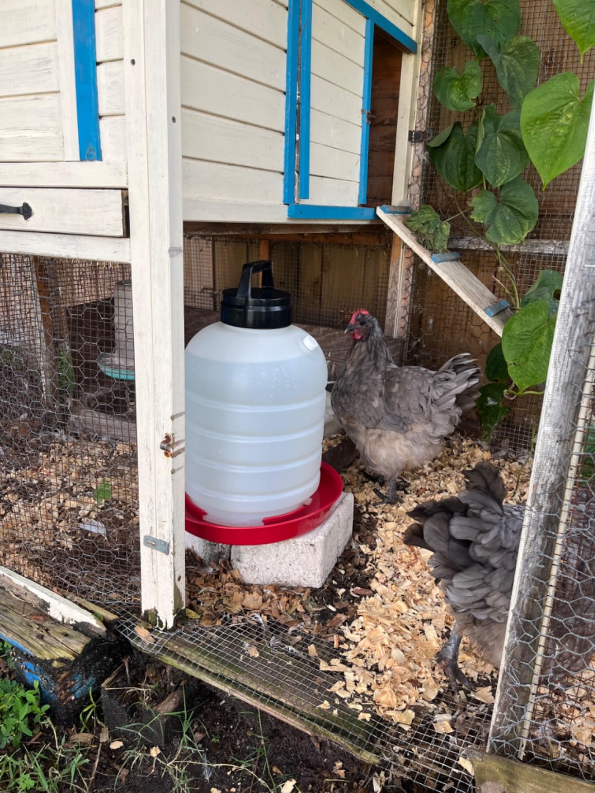 FARM-TUFF Premium 5-Gallon Hanging Chicken Waterer - BPA-Free Plastic, Top-Fill Poultry Fountain for Chickens, Ducks, Turkeys & Game Birds customer photo 2