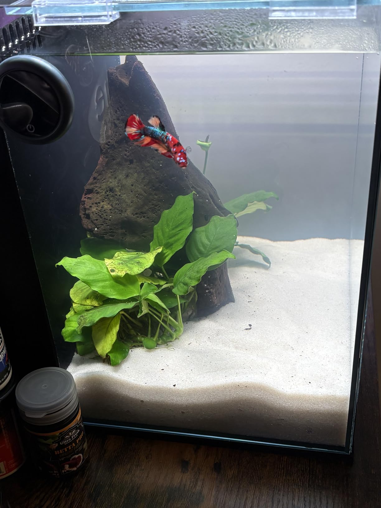 Ultum Nature Systems Dual AIO - Freshwater/Saltwater Compatible, All in One Rimless Tank with Triple Chamber Filtration System, Integrated Filter Aquarium with Leveling Mat - 10 Gallon, 60SA, Black customer photo 2