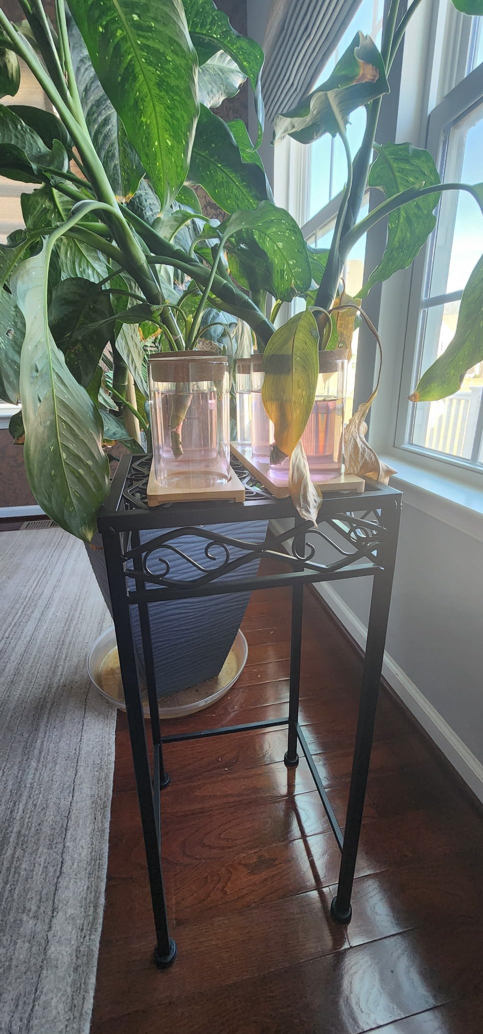 Plants Propagation Station | Vertical Hydroponic Tower Garden - Hydroponics Growing System Indoor, Aeroponic Tower Kit 30 Pods Grow customer photo 1