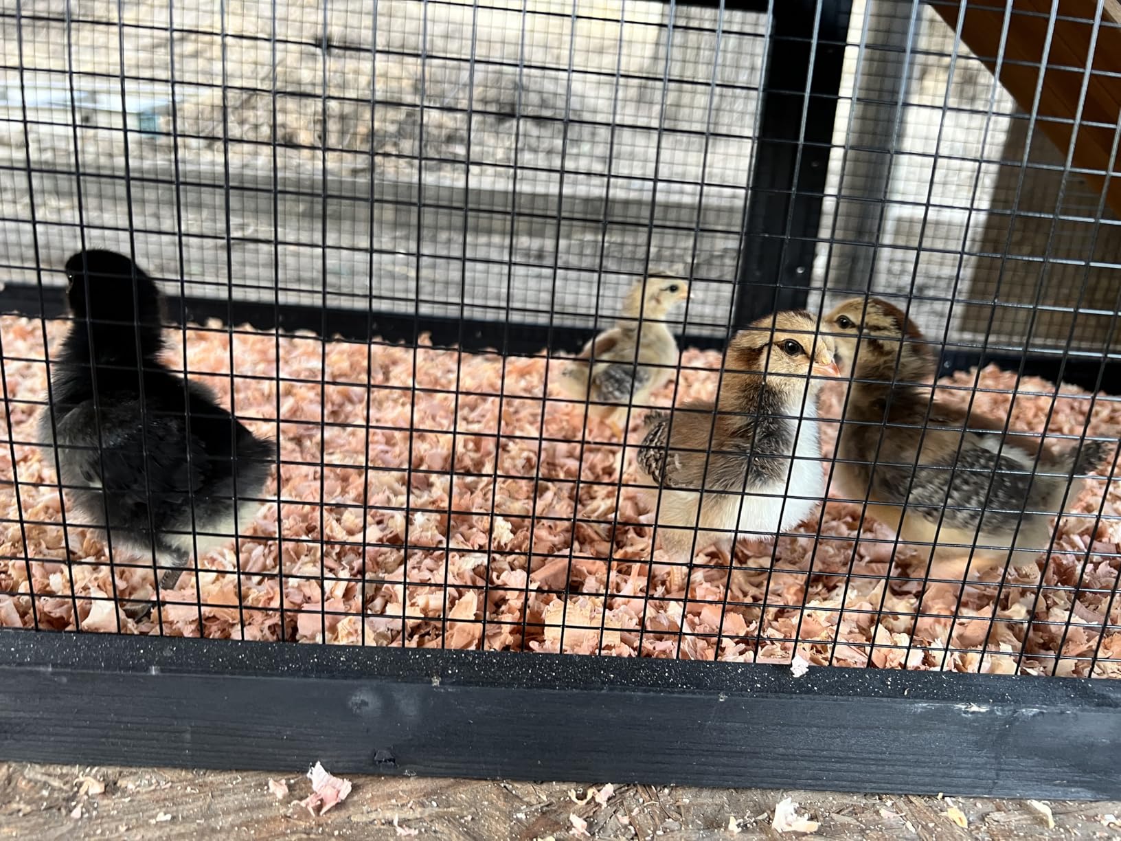 Petsfit Outdoor Chicken Coop with Run for 4-6 Chickens, 3 Nesting Boxes | 71 x 42 x 45 in; predator-resistant ground anchors, 3-door cleaning access, washable floor, 3 perches and chicken swing. customer photo 1