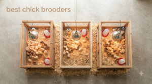 best chick brooders