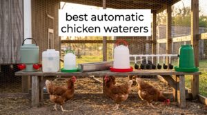 best automatic chicken waterers