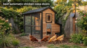 best automatic chicken coop doors