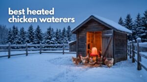 best heated chicken waterers