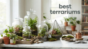 best terrariums