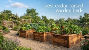 best cedar raised garden beds