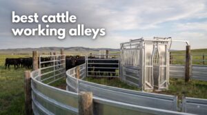 best cattle working alleys