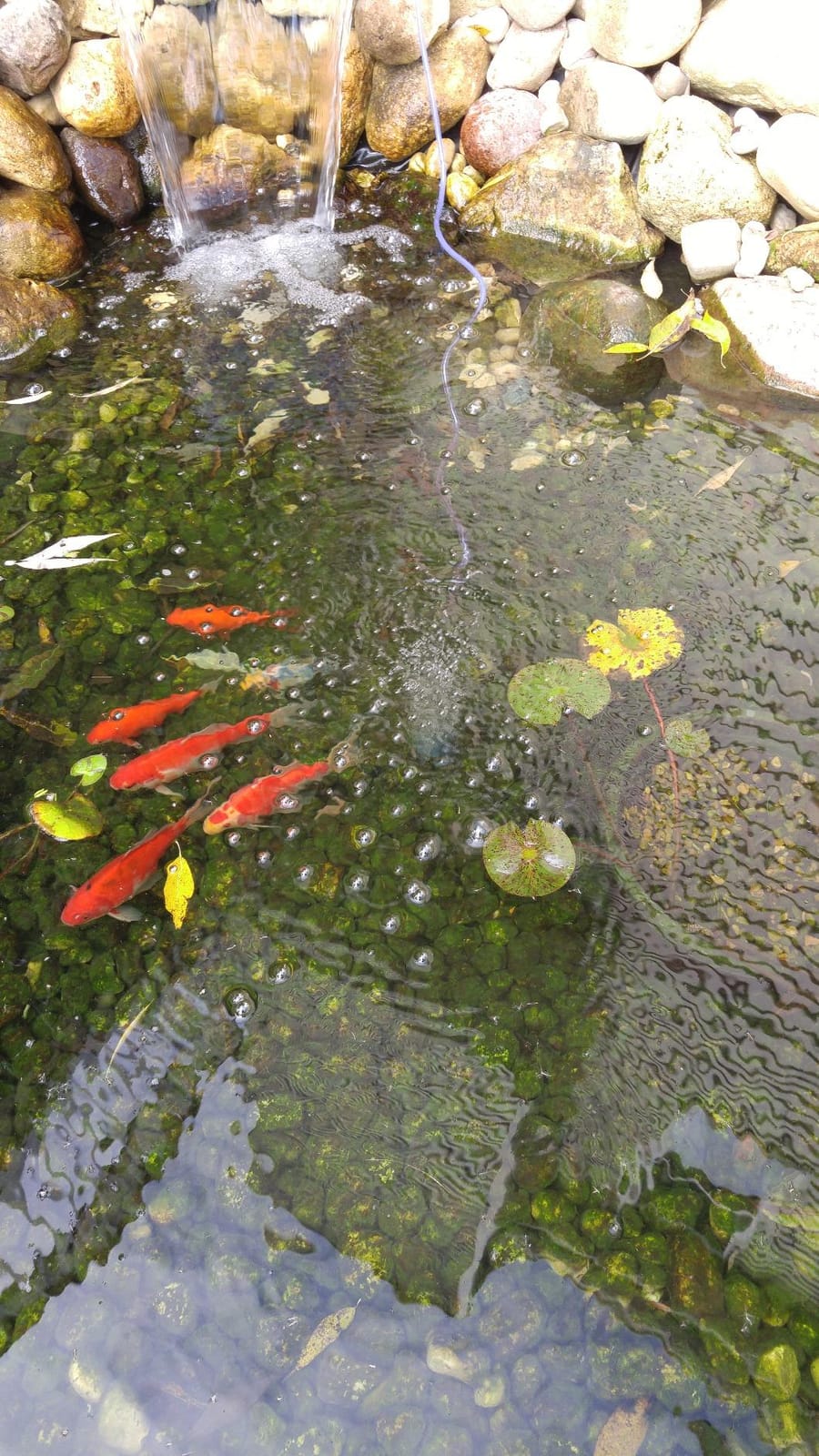 Laguna Aeration Kit for Ponds - Includes Pump, 30 ft customer photo 1