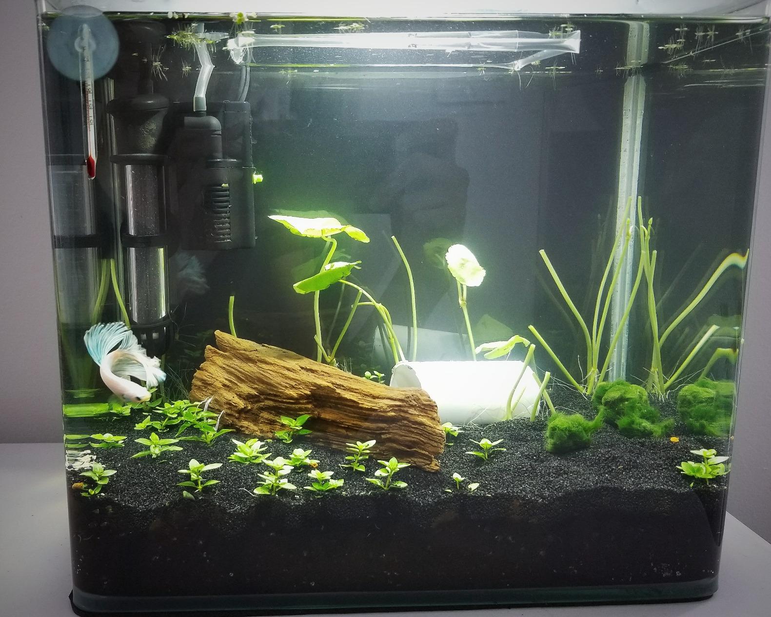 PENN-PLAX Water-World Radius Desktop Nano Aquarium Kit – Come with LED Light, Internal Filter, and Mat – Perfect for Shrimp and Small Fish – 5 Gallon Tank customer photo 2
