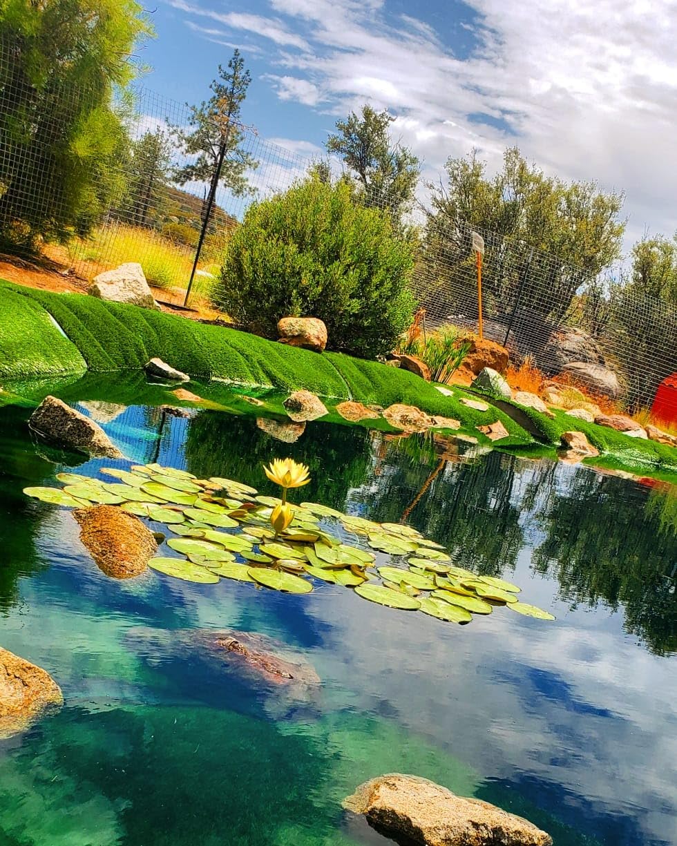 HIBLOW HP-80 Pond Aerator/Septic Linear Air Pump customer photo 1