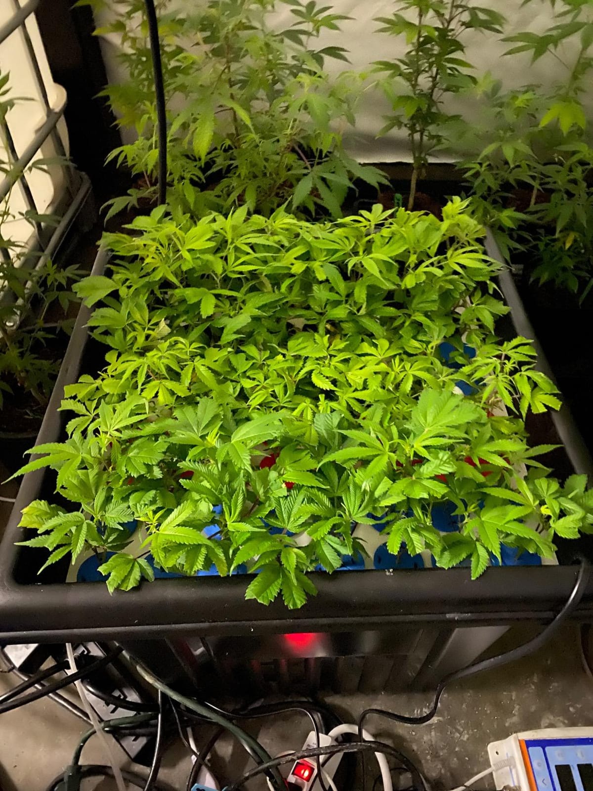 64 Site Aeroponic Cloning Machine Cloner Expect 100% Success Rates!!! customer photo 2