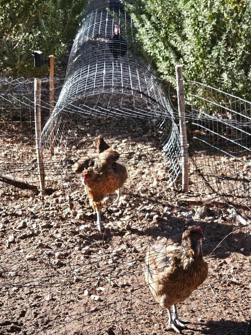YARDGARD 2 in. x 4 in. Mesh Welded Wire Fence Roll, 48 in. x 50 ft., 14-Gauge Galvanized Steel Fence for Animal Enclosures, Garden Protection and Property Fencing, Rabbit Control an Utility Fence customer photo 1