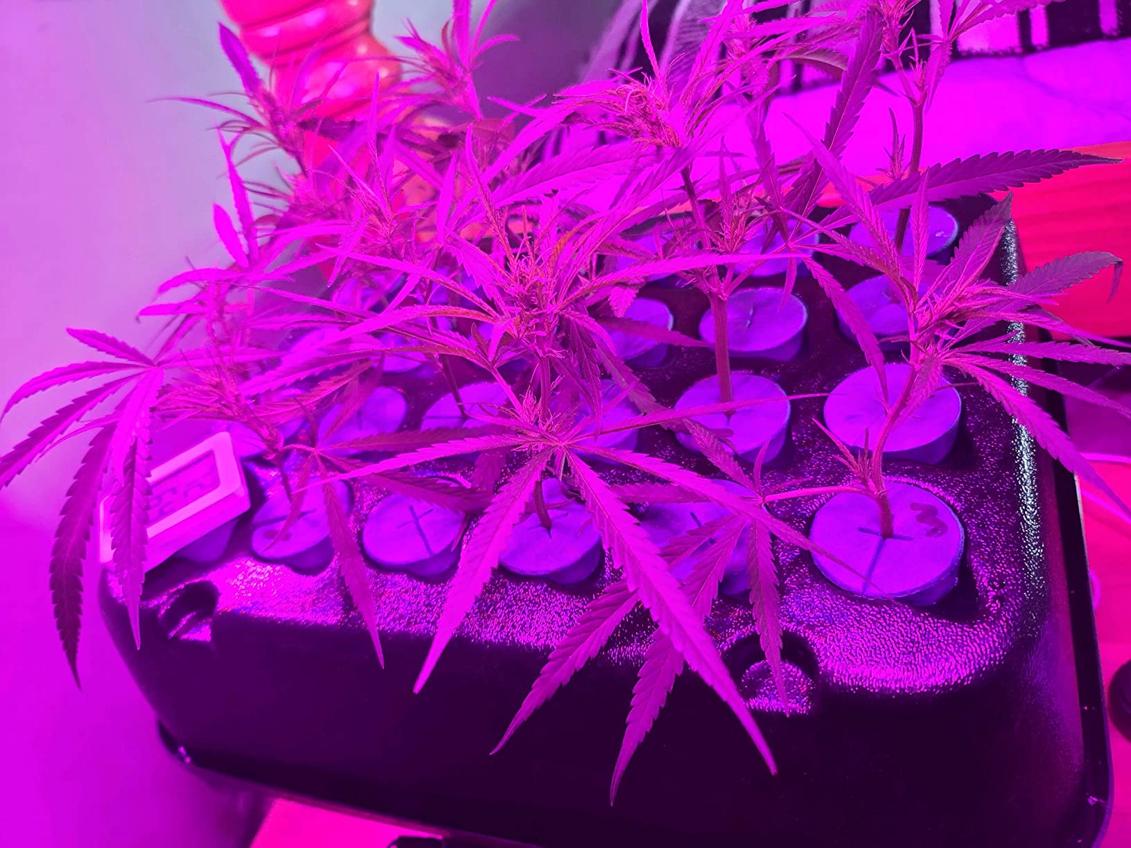 T48D Klone System with Dome customer photo 2