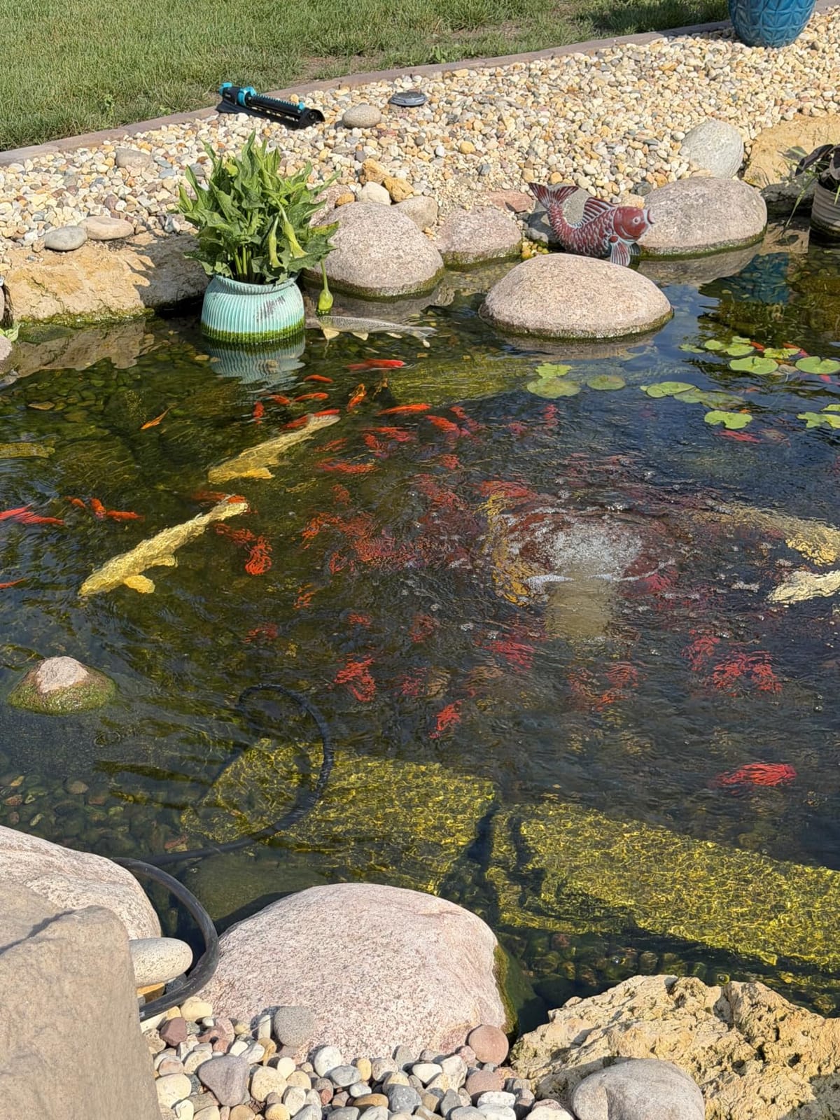 The Pond Guy Pond Aerator 1, Complete Aeration Kit, Water Garden Oxygenation Bubbler System Adds Oxygen to Koi & Fish Ponds, Outdoor Diaphragm Compressor Pump, Air Line & 1 Submersible Diffuser Stick customer photo 1