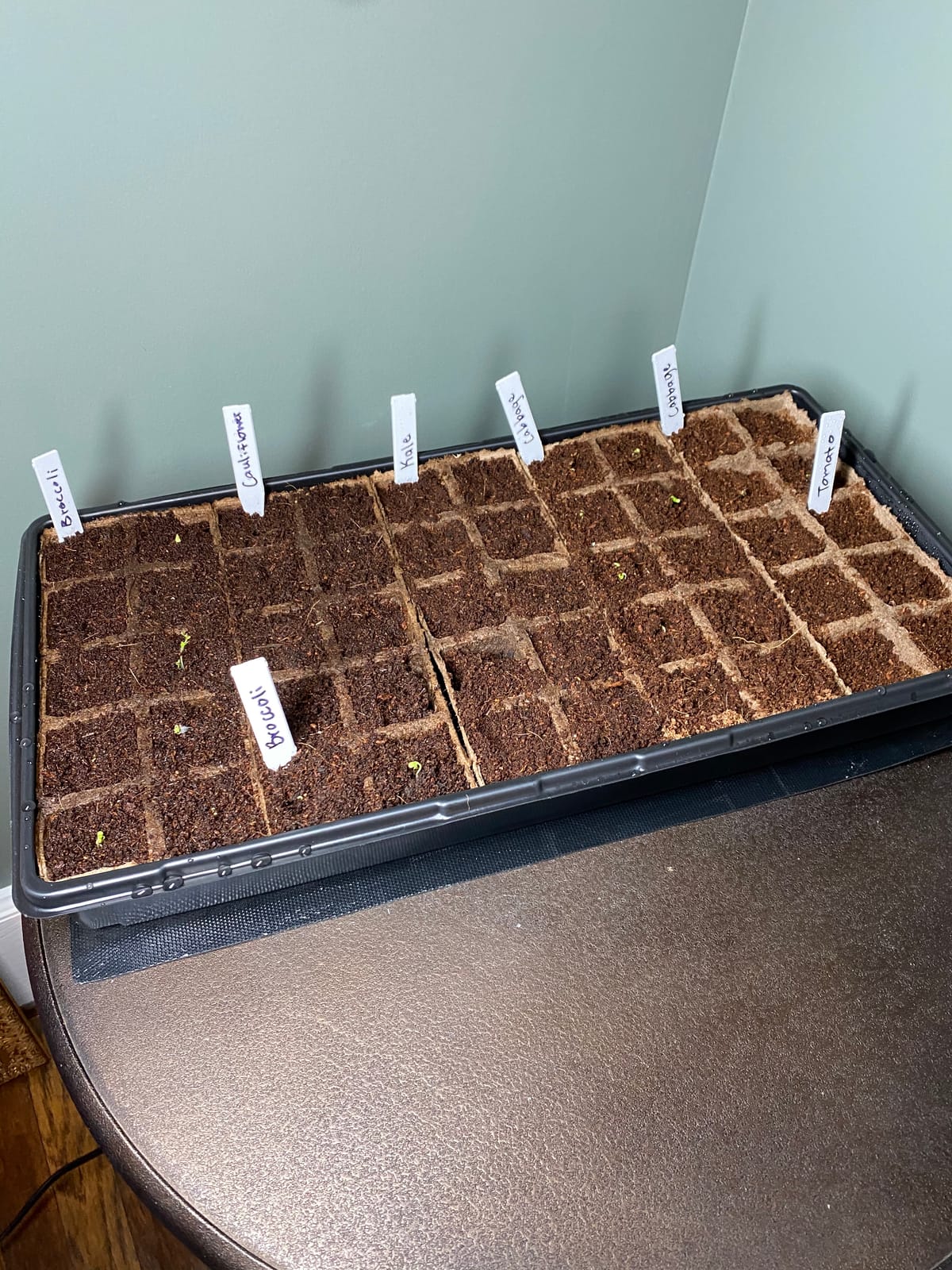 Super Sprouter Premium Heated Propagation Kit for Starting Seeds or Cuttings, Includes Heat Mat, Tray, Grow Light, and More customer photo 1