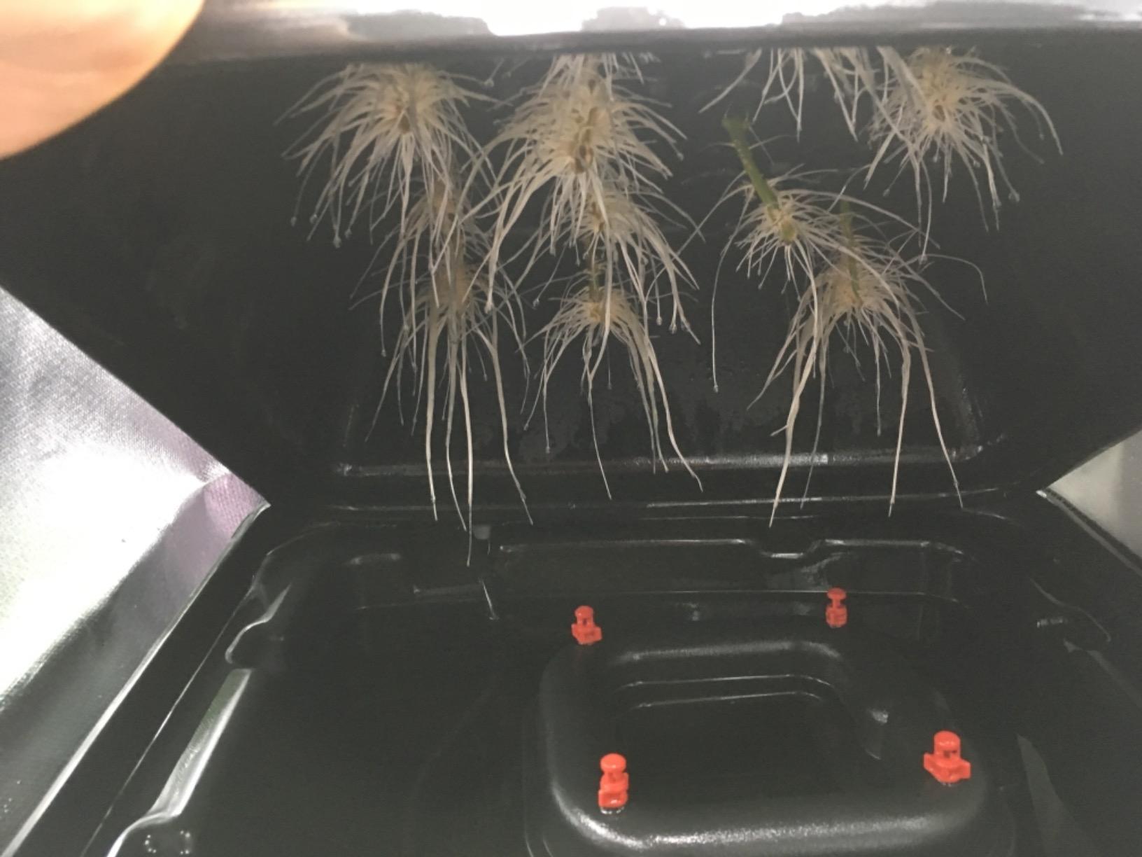 EZ Clone 16 Cutting Cloning System customer photo 1