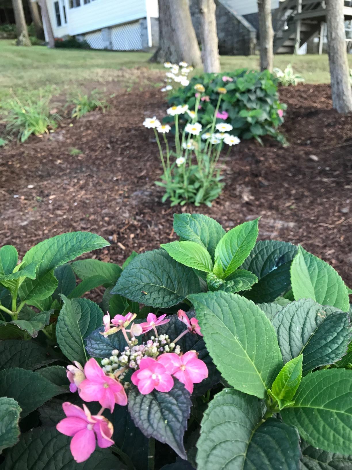 Rocky Mountain Goods Soaker Hose - Heavy duty rubber - Saves 70% water - End cap included for additional hose connect - Great for gardens/flower beds - Reinforced fittings (50-Feet by 5/8-Inch) customer photo 2