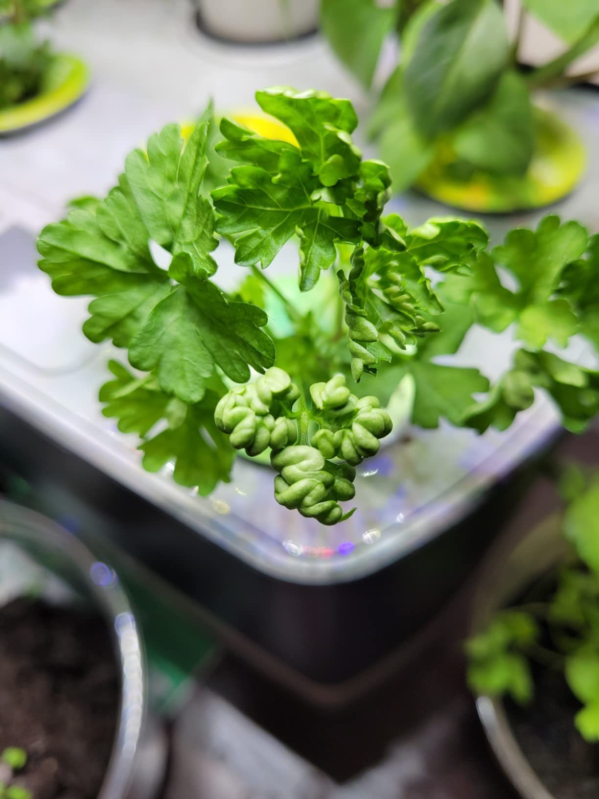 AeroGarden Harvest Indoor Garden Hydroponic System with LED Grow Light and Herb Kit, Holds up to 6 Pods, White customer photo 1