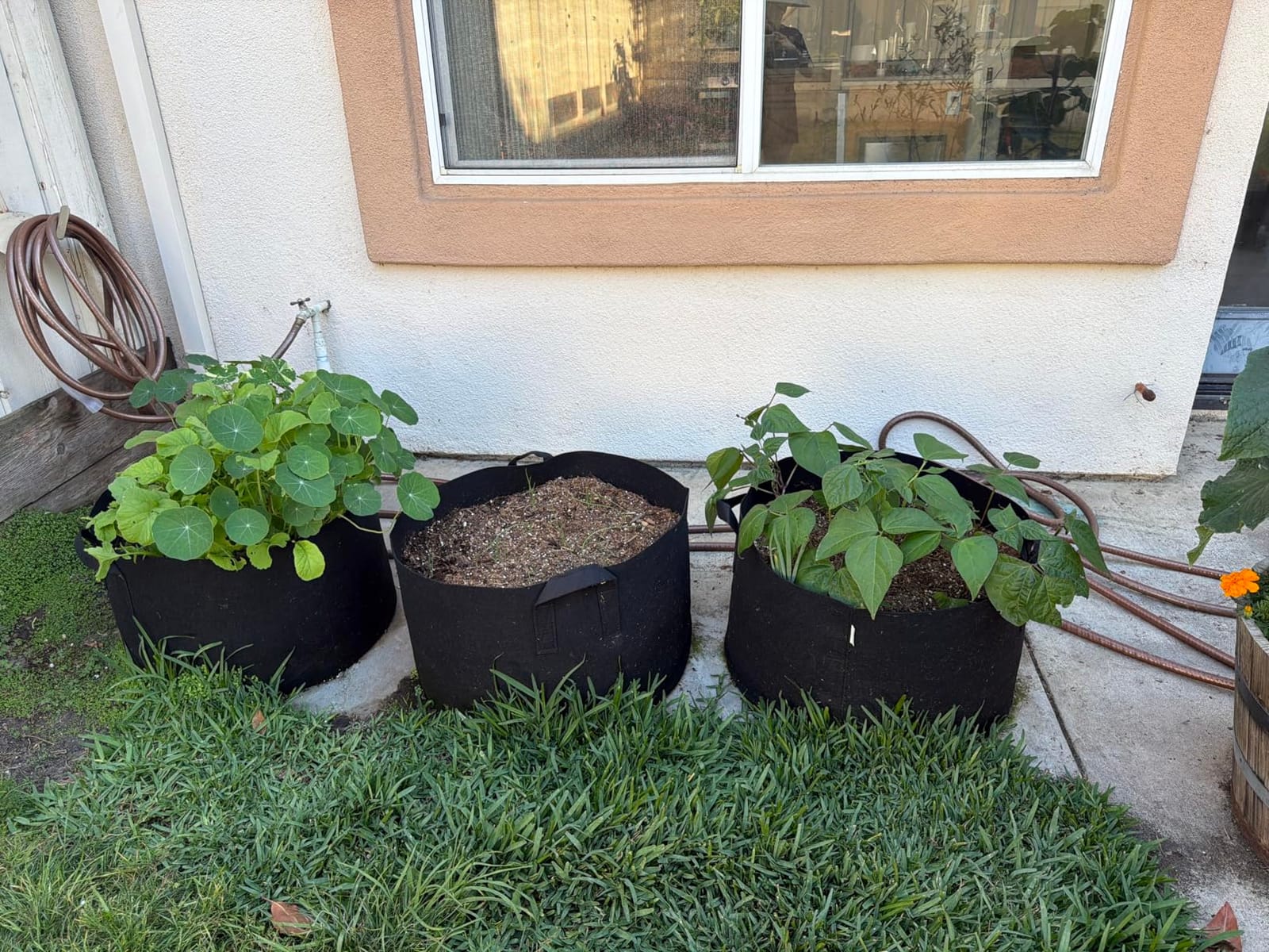 Gardzen 6-Pack 30 Gallon Grow Bags, Aeration Fabric Pots with Handles, Heavy Duty Cloth Pots for Plants customer photo 1