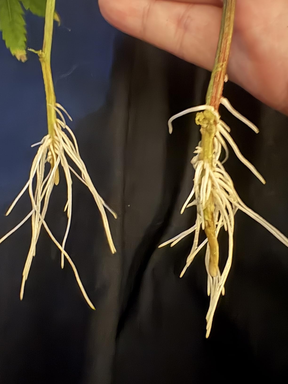 Aeroponic Cloner Machine 24 Site for Cuttings Rooting Using 2 inch Neoprene Inserts or 2 inch Clone Collars customer photo 2