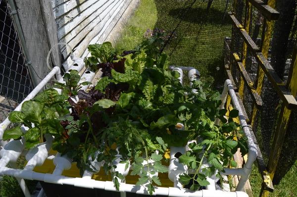 Hydroponic Growing System NFT with Timer Control, PVC Pipe 108 Planting Hole, Garden Water Culture Plant Salad Vegetable with Timer, Square Net Pot, Sponge customer photo 2