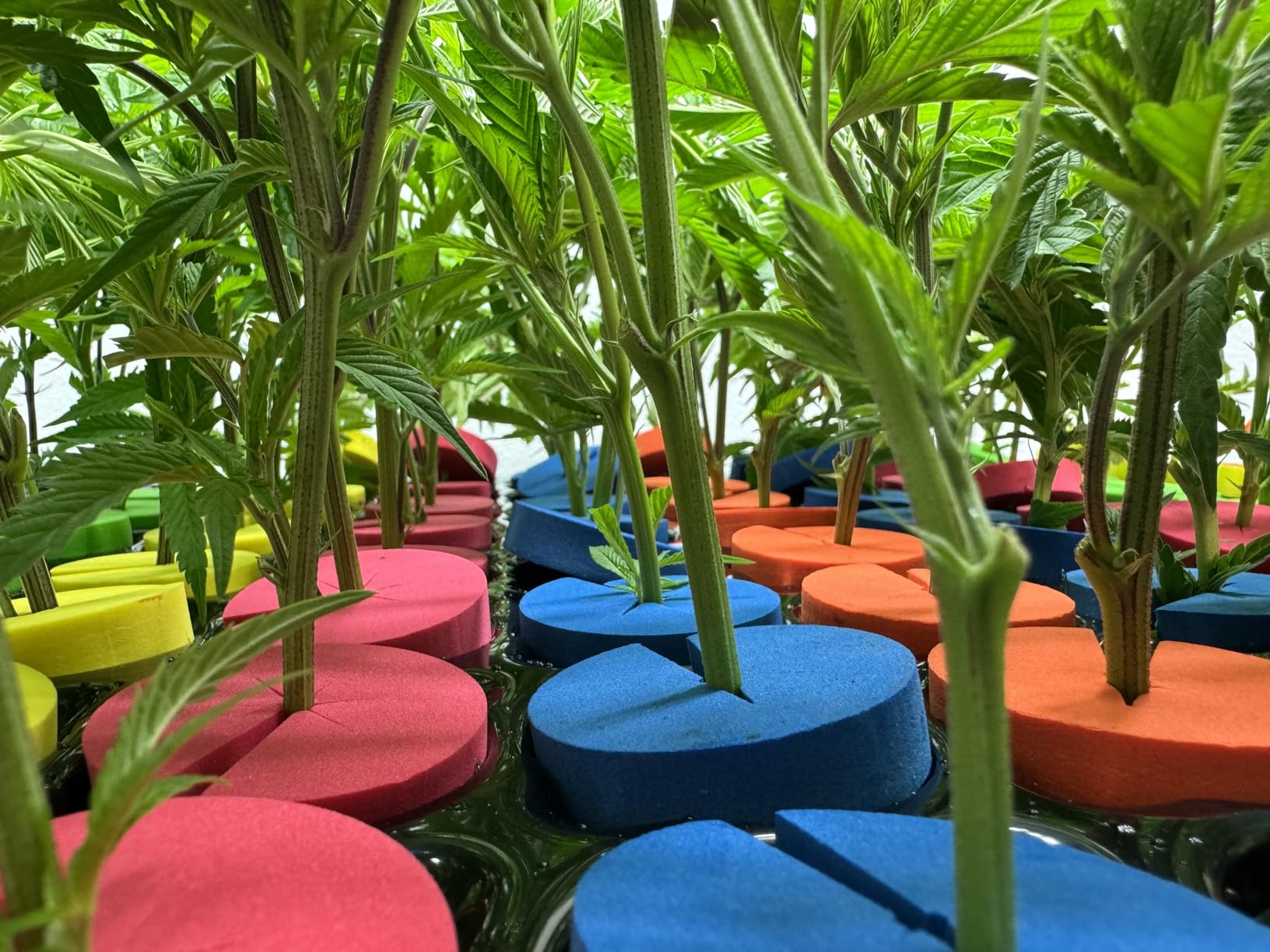 Clone Machine 96 Site, Aeroponic Cloning System Using 2 in Neoprene Insert Collars with Free Cloner Humidity Dome for Plant Cutting Propagation customer photo 2