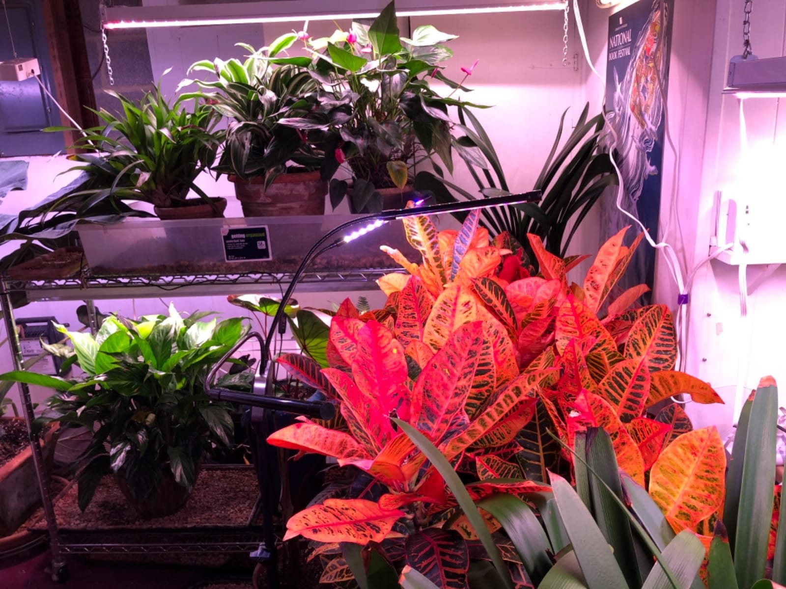 Grow Light with Stand, 60 LED Floor Plant Light for Indoor Plants Growing customer photo 2