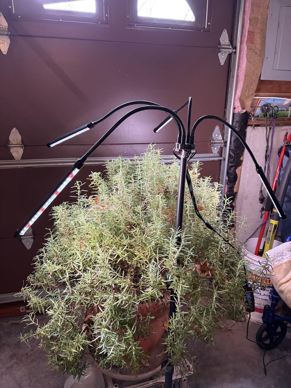 GHodec Grow Light Free Standing, 5500K Full Spectrum Gooseneck LED Lamp customer photo 1
