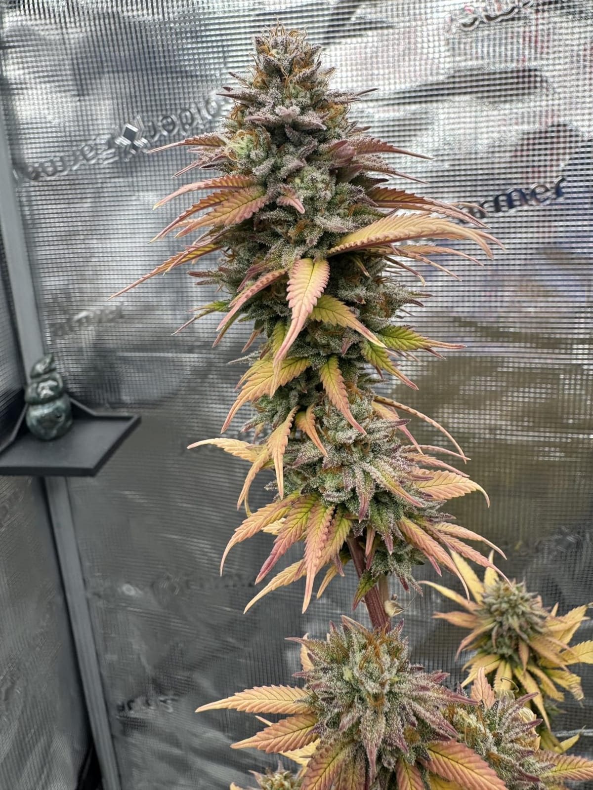 Spider Farmer 4.6x2.3 Grow Tent 55