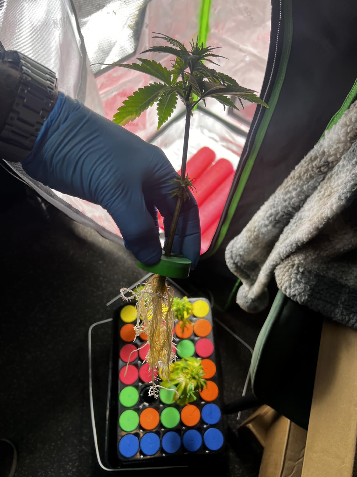Psycloner Pro Clone Machine, Aeroponics System, Cloner for Plant Cuttings, Propagation + Bonus (35 Site) customer photo 2
