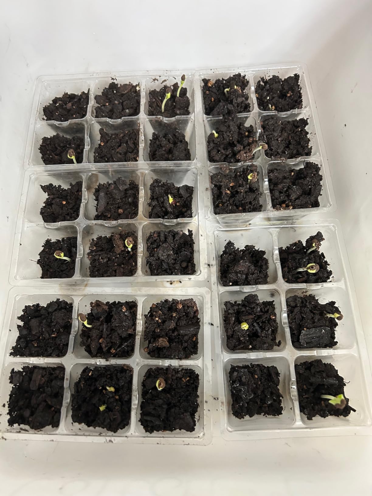 Gardzen 30 Pack 6-Cell Seed Starting Tray for Seedlings, Plant Starter Trays with Drainage Holes for Seed Germination, 5.4x3.7 inches, Black customer photo 1