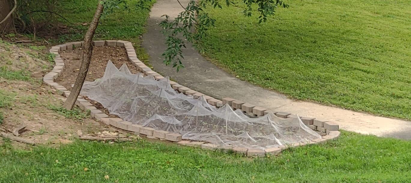 Garden Barrier Netting, Plant Covers 10x10Ft Ultra Fine Mesh Netting Protect for Vegetable Plants Fruits Flowers Crops Greenhouse Row Covers Raised Bed Barrier Screen Birds Protection Net (10x10ft) customer photo 1