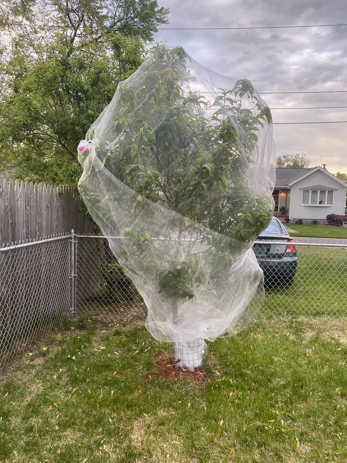 Garden Barrier Netting, Plant Covers 10x10Ft Ultra Fine Mesh Netting Protect for Vegetable Plants Fruits Flowers Crops Greenhouse Row Covers Raised Bed Barrier Screen Birds Protection Net (10x10ft) customer photo 2