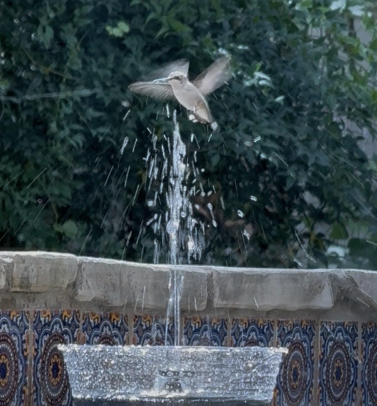 Solar Fountain Water Pump for Bird Bath, Floating Solar Powered Water Fountain Pump for Bird Bath, Garden, Pond, Pool, Outdoor (1.4W) customer photo 1